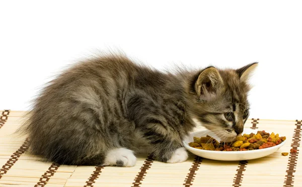 Liten kattunge äta torrt kattfoder. — Stockfoto