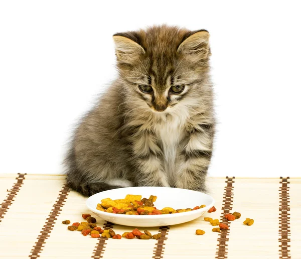Kleines Kätzchen frisst Trockenfutter. — Stockfoto