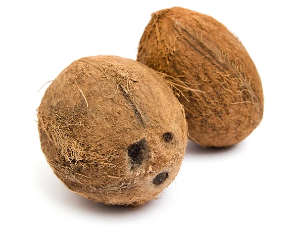 Frische tropische Kokosnuss — Stockfoto