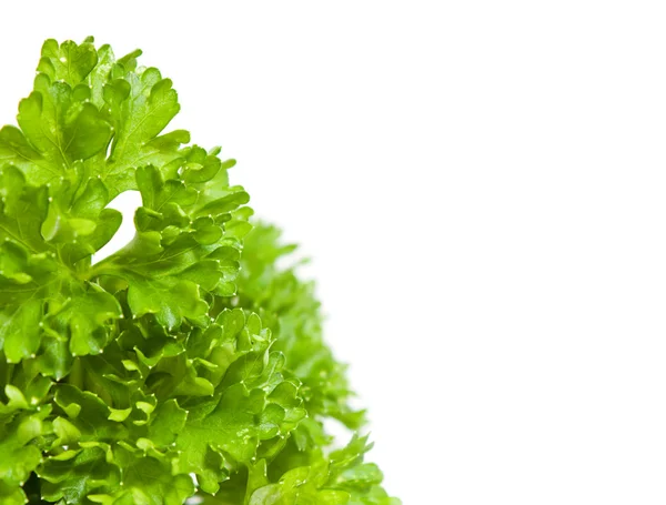 Parsley Stock Picture