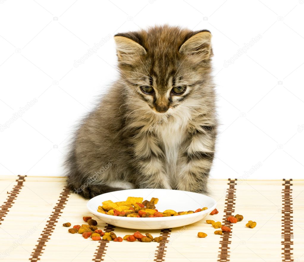 Small kitten eating dry cat food.