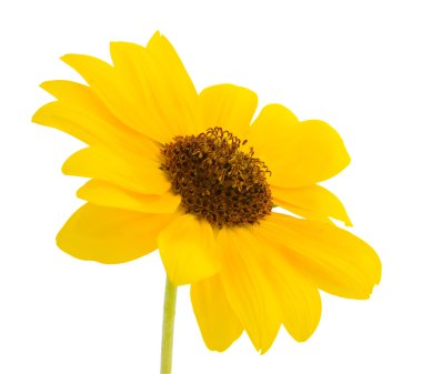 Sarı ayçiçeği