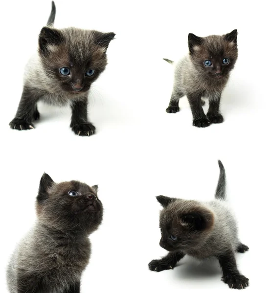 Mavi gözlü kitty — Stok fotoğraf