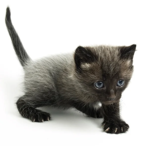 青い目のキティ — ストック写真