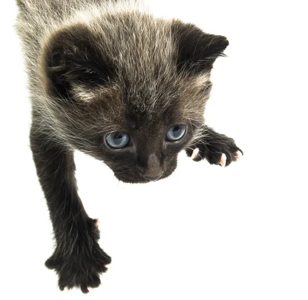 Blauwe ogen kitty — Stockfoto