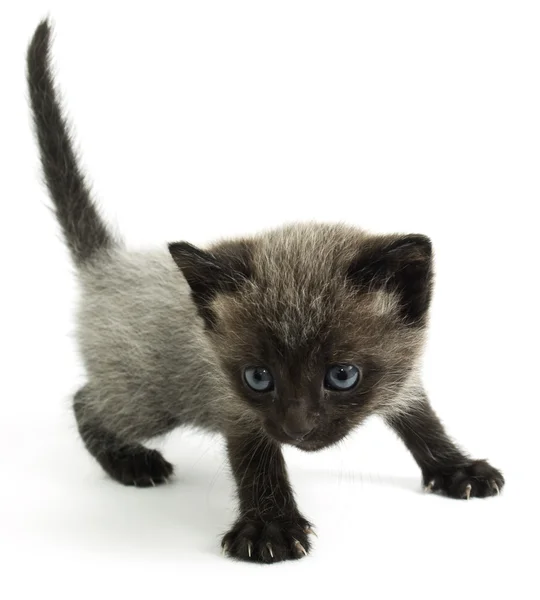 파란 눈 고양이 — 스톡 사진