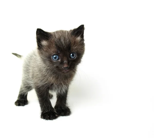Блакитні очі кошеня — стокове фото