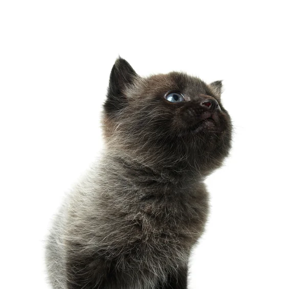 Blauwe ogen kitty — Stockfoto