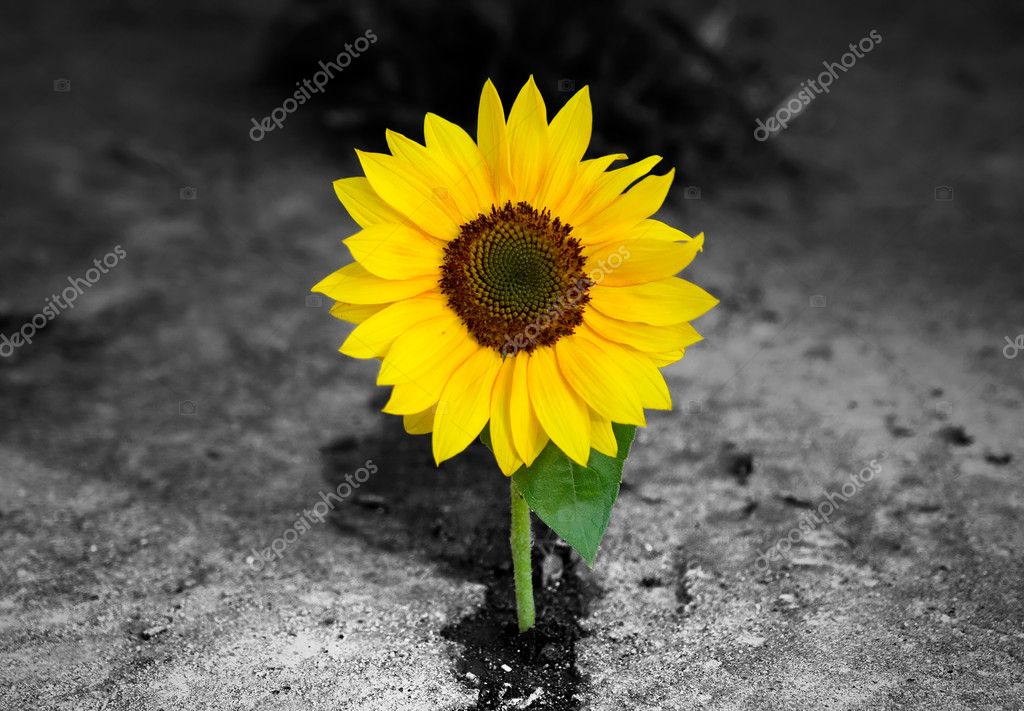 Girasol muerto fotos de stock, imágenes de Girasol muerto sin royalties |  Depositphotos