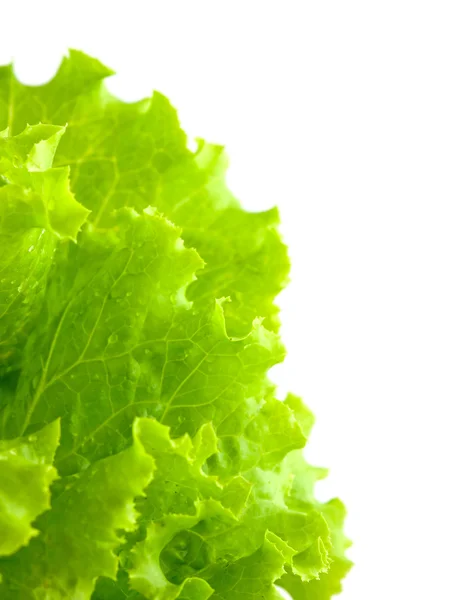 Lettuce leafs isolated on white — Stock Photo, Image