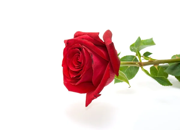 Κόκκινο τριαντάφυλλο που απομονώνονται σε το λευκό αμουδερές — Φωτογραφία Αρχείου