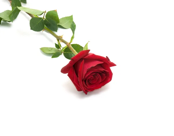 Červená růže izolovaných na bílém poza — Stock fotografie