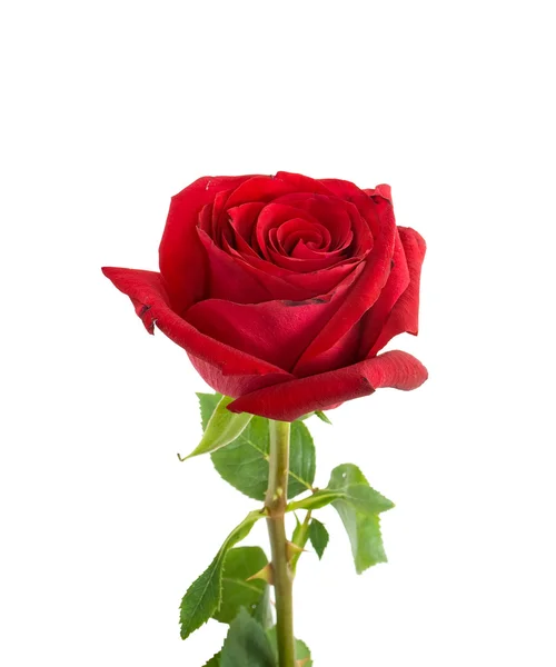 Rosa vermelha isolada no backgroun branco — Fotografia de Stock