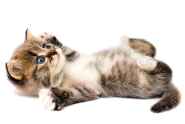 Funny kitten clipart