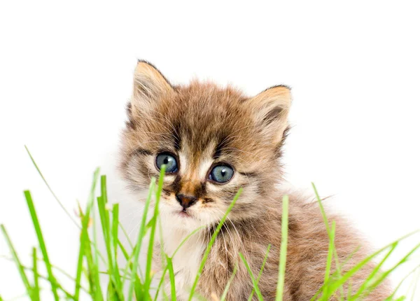 Mooie kitty — Stockfoto