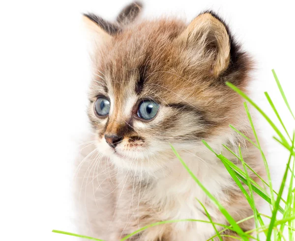 Beautiful kitty — Stock Photo, Image