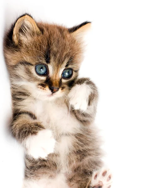Funny kitten — Stock fotografie