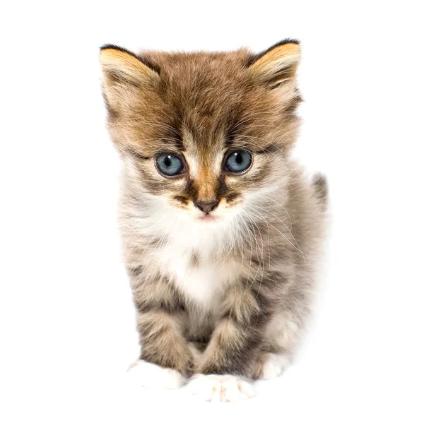 Funny kitten — Stock fotografie