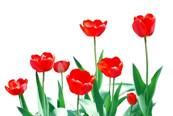 Tulpen rahmen florale Vorlage ein — Stockfoto