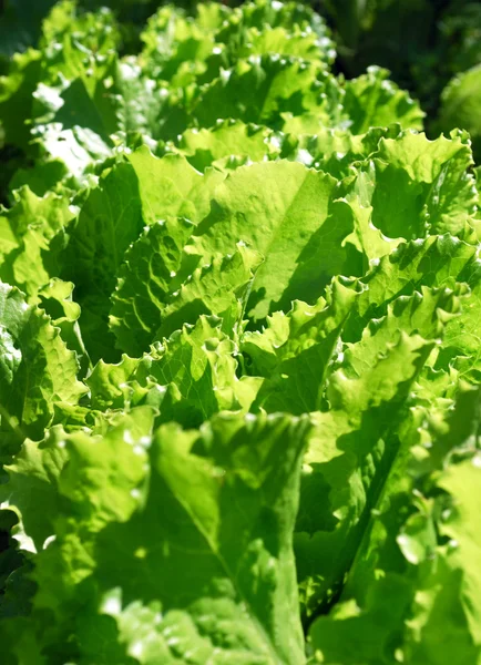 stock image Salad Green Leaves