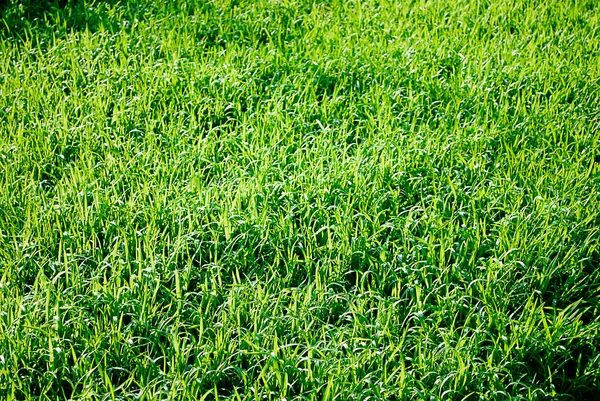 Sunlit Grass — Stock Photo, Image