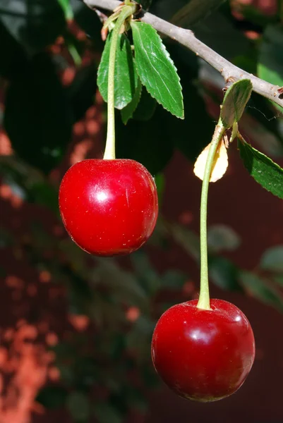 stock image Cherry on Branch