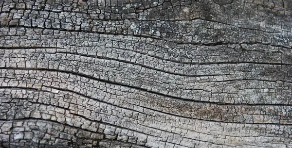 Gamla träd konsistens — Stockfoto