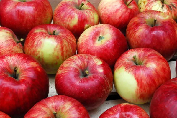Яблоки в ряд — стоковое фото