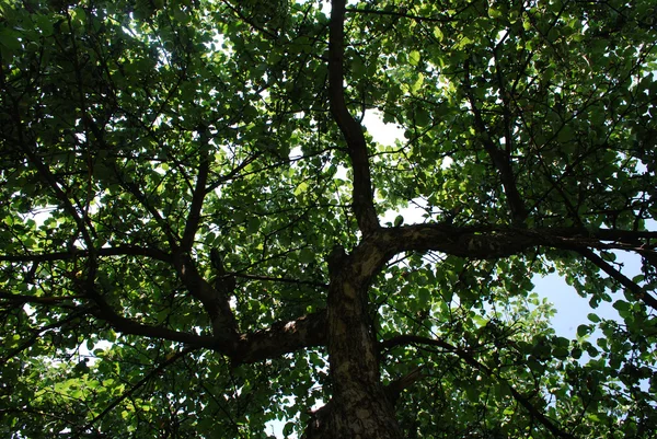 Coroa de árvore — Fotografia de Stock