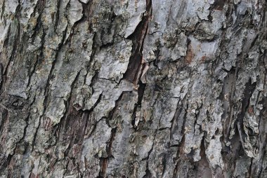 Tree Bark Texture clipart