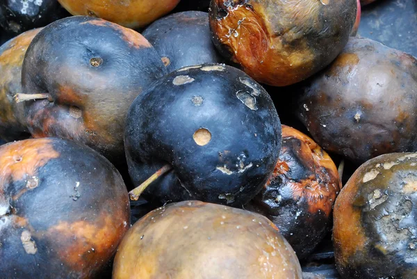 stock image Heap of Rotting Apples