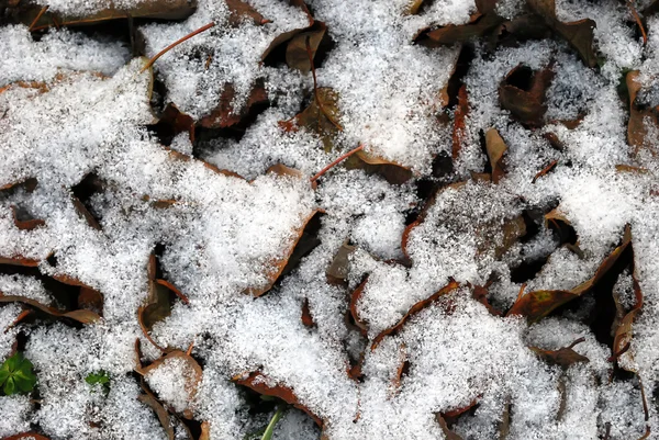 Kar ile düşen yapraklar — Stok fotoğraf