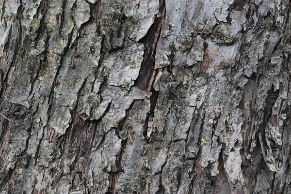 樹皮の質感 — ストック写真