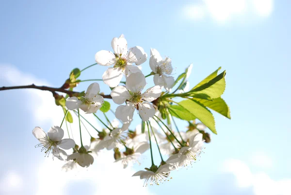 Virágzó cseresznye Jogdíjmentes Stock Fotók