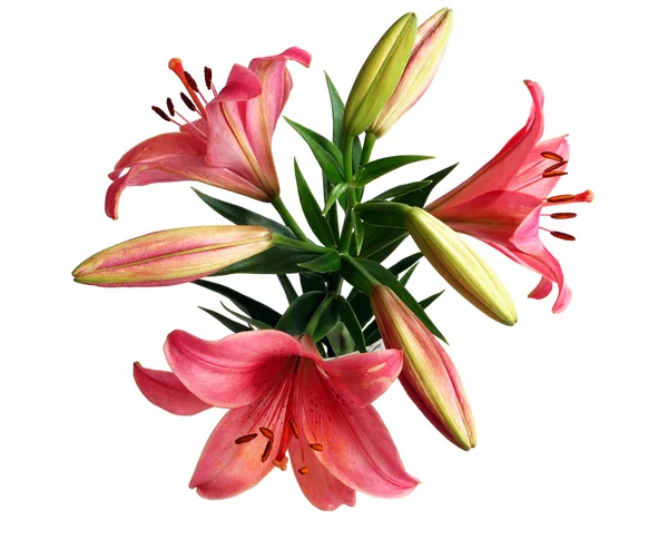 Kytice lilie — Stock fotografie