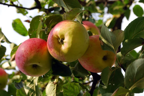 Manzanas en rama — Foto de Stock