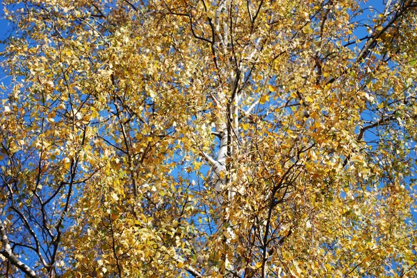 stock image Birch Crown