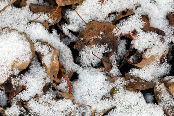 Nedfallna löv med snö — Stockfoto