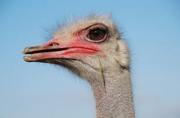 Emoções de avestruz — Fotografia de Stock