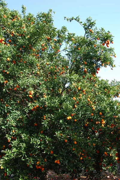 Árbol de mandarinas —  Fotos de Stock