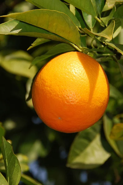 Słoneczny pomarańcza — Zdjęcie stockowe