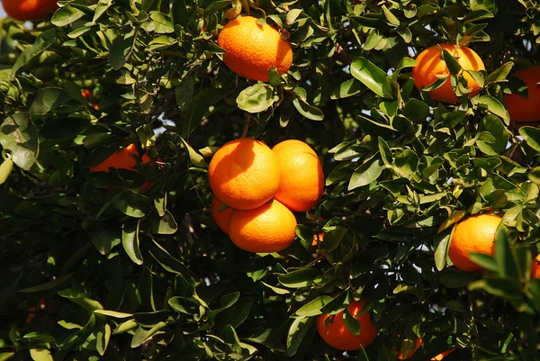 stock image Tangerines