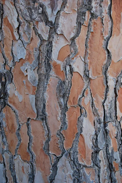 Bark från ett gammalt träd — Stockfoto