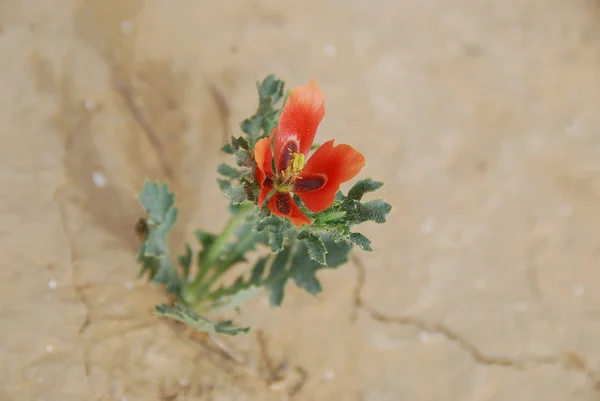 Primavera no deserto — Fotografia de Stock