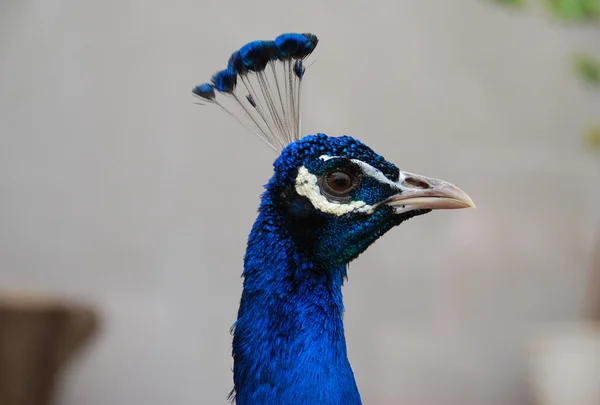 The peacock — Stock Photo, Image