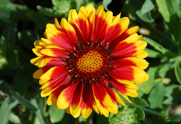 Zonnebloem close-upAyçiçeği yakın çekim — Stok fotoğraf