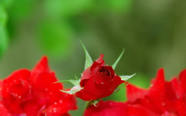 Růže — Stock fotografie