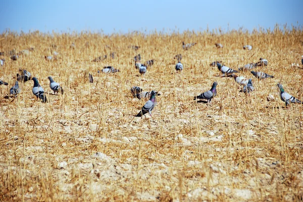 Pigeons oh field — Stock Photo, Image