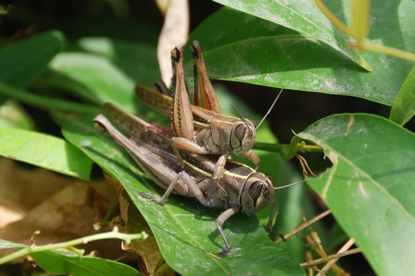 Grasshoppers couple — Stock Photo, Image