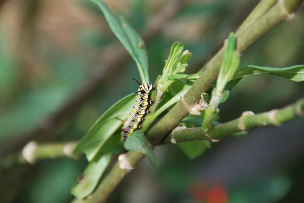 Invasion of caterpillars — Stock Photo, Image